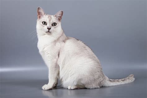 Burmilla Cat Breed Info: Traits, Personality & Pictures